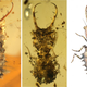 Left: A well camouflaged insect with small stones. Middle: Carbonized plant residue used as camouflage. Right: Reconstruction of an uncamouflaged owlfly larva (Neuroptera). (Image: Bo Wang, Nanjing)